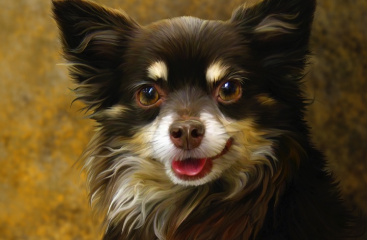 Long Hair Chihuahua 