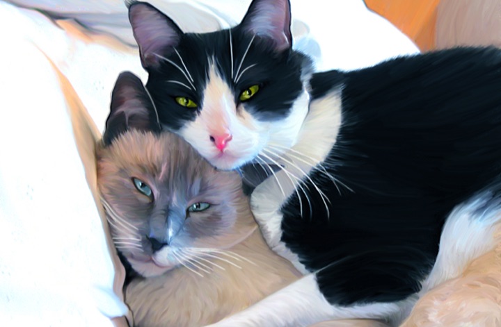 Snowshoe, Black & White, Cats