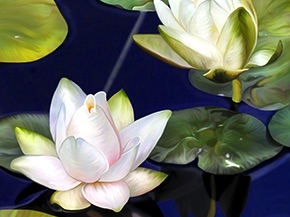 Lotus, Water Lily