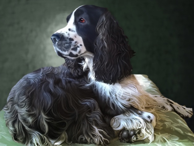 English Springer Spaniel